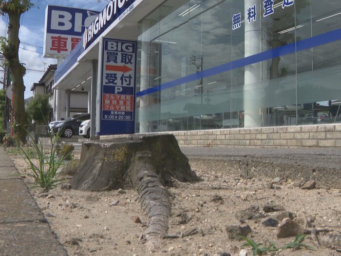 ビッグモーターの店舗前では街路樹が枯れた事例が相次いで発覚している