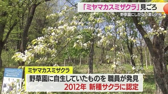 葉っぱが出ているため散りはじめにも見えるが、5分咲きだという