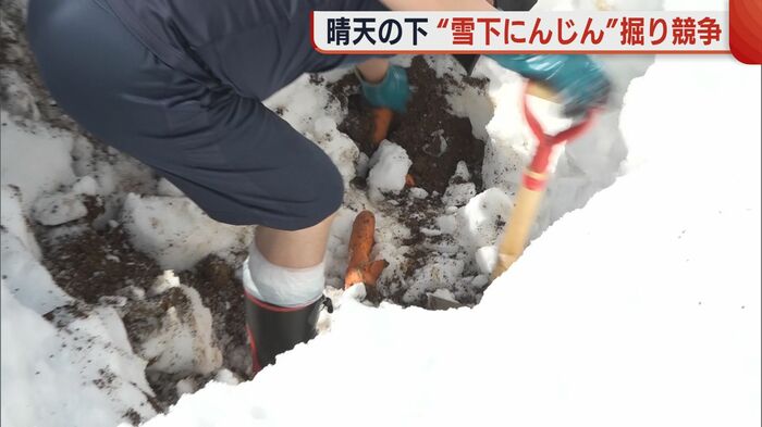 雪の下から「ニンジン」が!