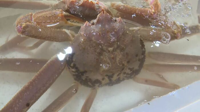 ズワイガニ