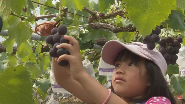 厳しい暑さも「立秋」 西予市で園児がブドウ狩り!秋の味覚楽しむ【愛媛】
