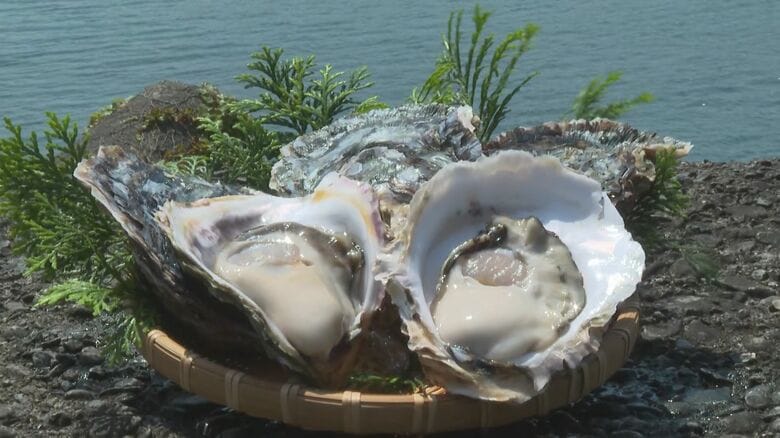 冬に獲れるものより一回り大きく…養殖岩牡蠣の出荷が最盛期 2年半ほどかけて育てて水揚げ 三重県紀北町｜FNNプライムオンライン