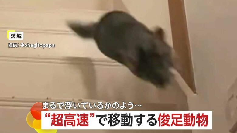 宙に浮いてる？超高速移動のチンチラ…たった2秒で階段駆け上がる　日本チンチラ協会「岩場暮らしで脚力はピカイチ」　茨城｜FNNプライムオンライン