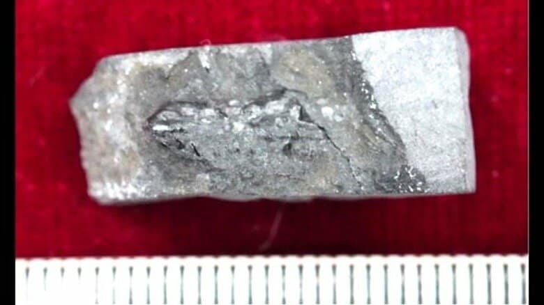 新種の可能性も　1億2900万年前の地層から国内最古級トカゲ類の化石　中部縦貫道工事の岩石から発見｜FNNプライムオンライン
