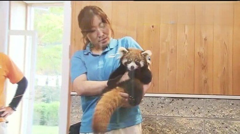 「発見が遅かったら助からなかった」弟は人工哺育に 西山動物園の双子レッサーパンダ2組、いよいよ一般公開|FNNプライムオンライン