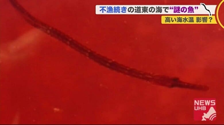 北海道の漁港にタツノオトシゴのような“謎の魚”を発見　海流に乗って流れてきたか