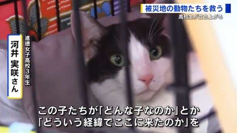 被災地で保護された猫3匹　高校生らが里親探しに奮闘　それぞれの特徴・性格を譲渡会でアピール【広島発】｜FNNプライムオンライン