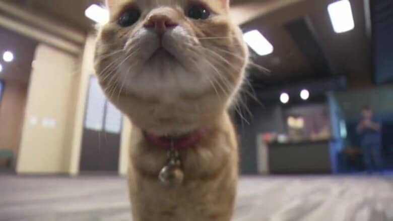 ダムと猫…福島市飯坂町で過ごす夏休み　摺上川ダムで監査廊を見学　看板ネコがおもてなしをしてくれる旅館で一休み【福島発】｜FNNプライムオンライン
