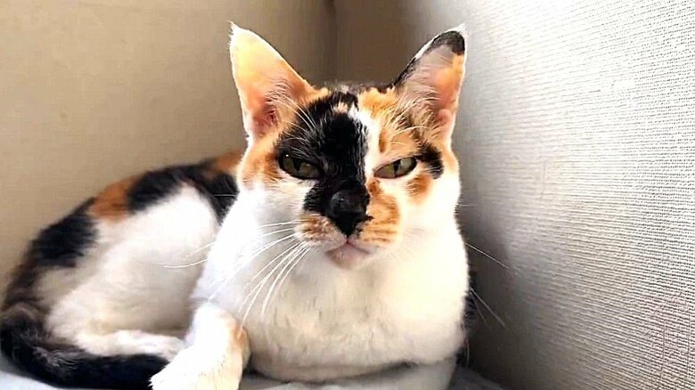 宿泊客のピンチを救ったのは旅館の“おばあちゃん猫”！普段は「顔を見たら逃げる」女将に鳴いて知らせた“寒空の夜”｜FNNプライムオンライン