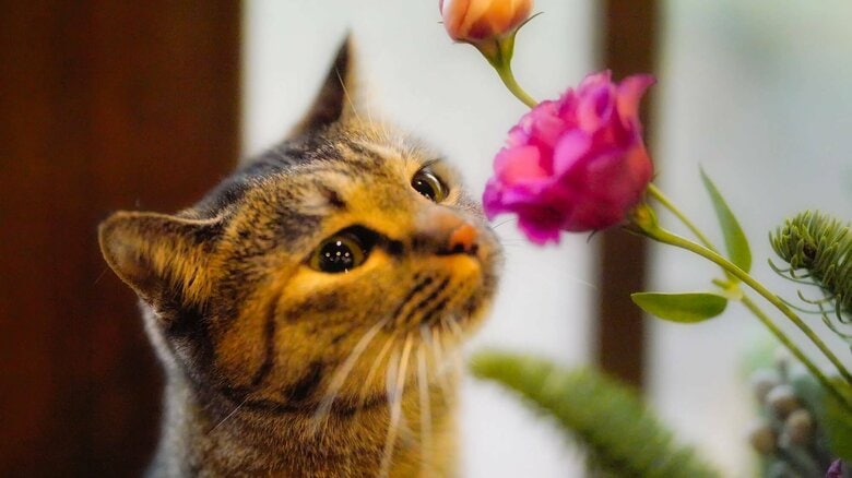 壁の中で半日鳴いていた子猫。保護された温泉旅館で“みにゃらい女将”になった「ゆず」と看板猫たちの物語｜FNNプライムオンライン