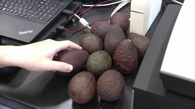 切らずに分かる！アボカドの食べ頃、反射光で見極める新技術　秋田県立大学「アボカド探検隊」が開発した技術が実用化へ前進　フードロス削減にも期待｜FNNプライムオンライン