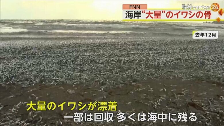 2023年12月に大量のイワシが漂着した様子