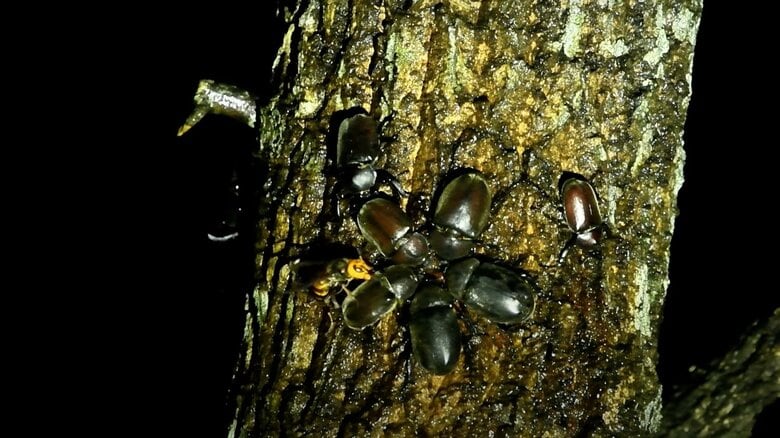 カブトムシがオオスズメバチに退散するまで（その2）
