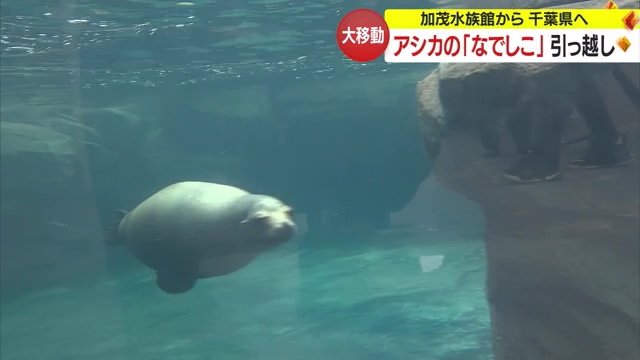 水族館での「なでしこ」