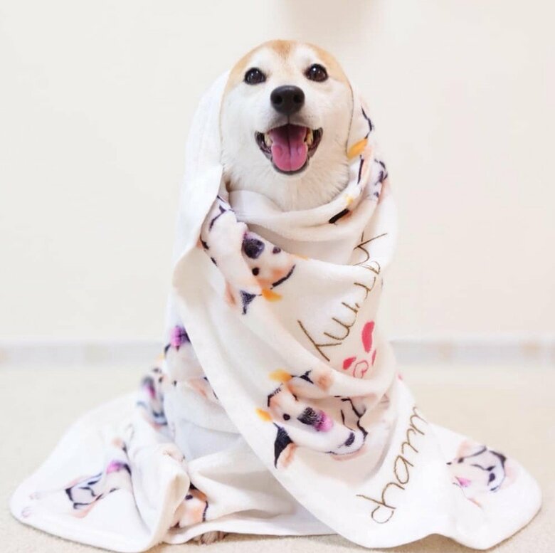提供：柴犬チャーミーさん