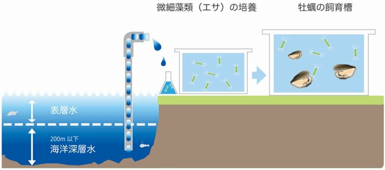 「カキの陸上養殖」のイメージ（提供：株式会社ゼネラル・オイスター）