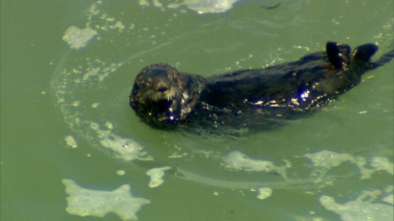 ぷかぷかと浮かぶラッコ