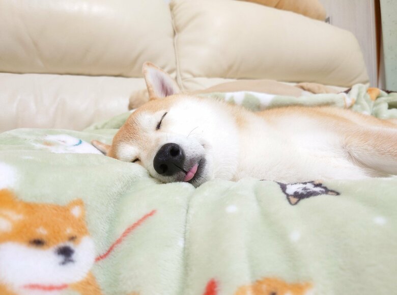 提供：柴犬チャーミーさん