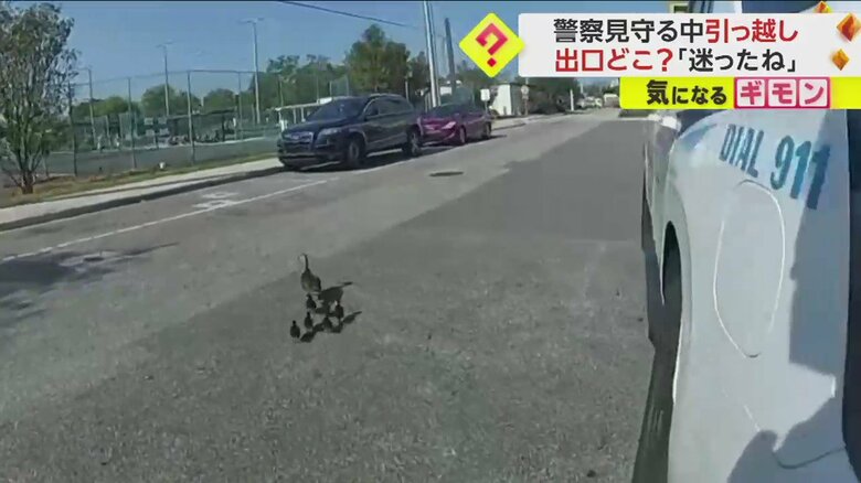 警察官に見守られて公園の池を目指すカモの親子の引っ越しシーン一連画像⑬