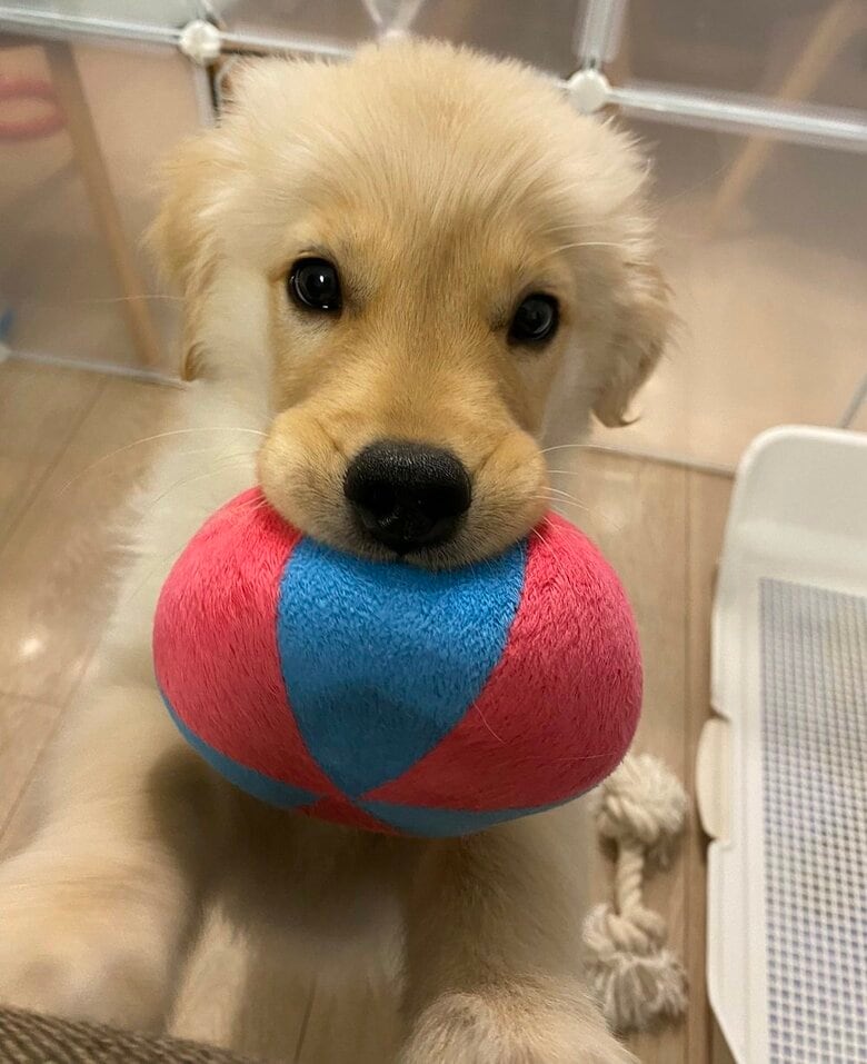 おもちゃをくわえて遊びのお誘い