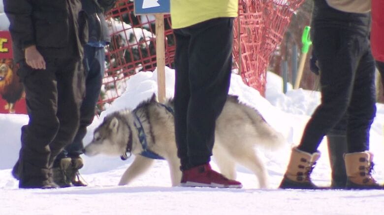 2月3日も観光客が犬ぞり体験などを楽しんだ