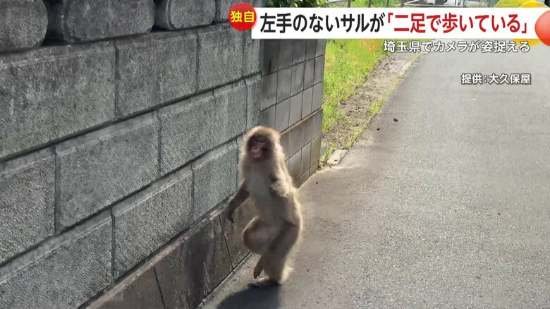 左手のないサル