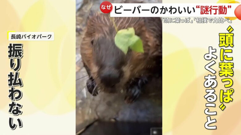 頭に葉っぱが乗っていることに気づいていても振り払おうとはしないというビーバー