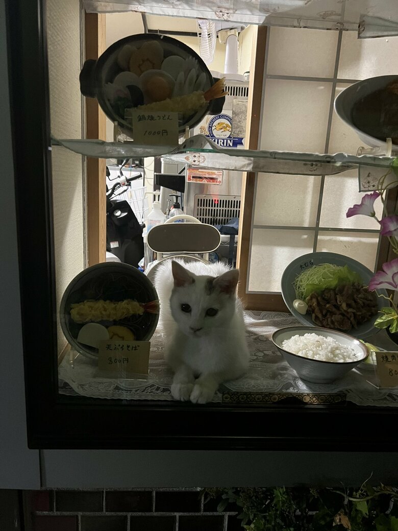 夜も“お仕事”をするコンちゃん