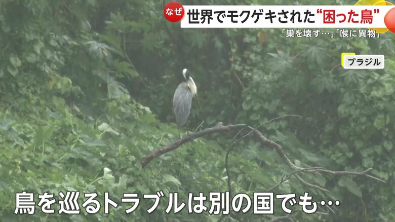 鳥をめぐるトラブルが発生しているブラジル南東部