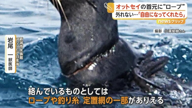 首元にロープのようなものが食い込んでいるオットセイ