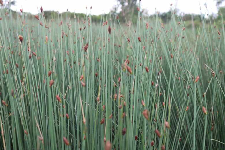 カヤツリグサ科のレピロニア（画像提供：合同会社HAYAMI）