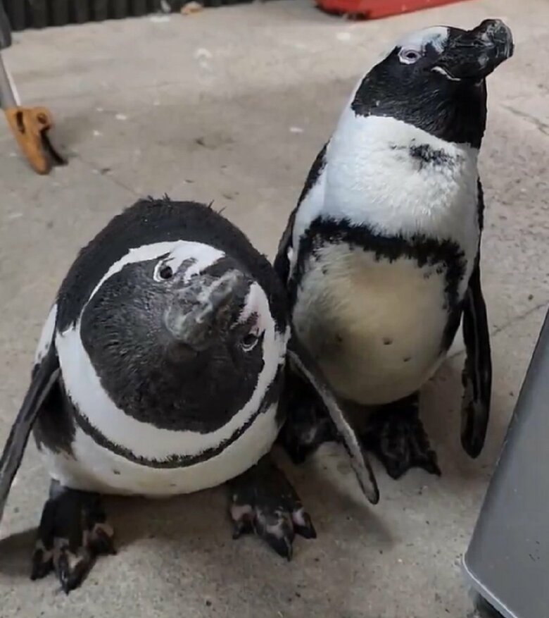 ペンちゃん（右）を守るためににらんで威嚇するガンくん（左）