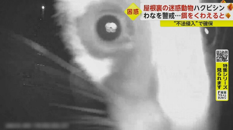 わなの上に登ったり、周囲をぐるぐる。カメラも気になるのか、かなり顔を近づける