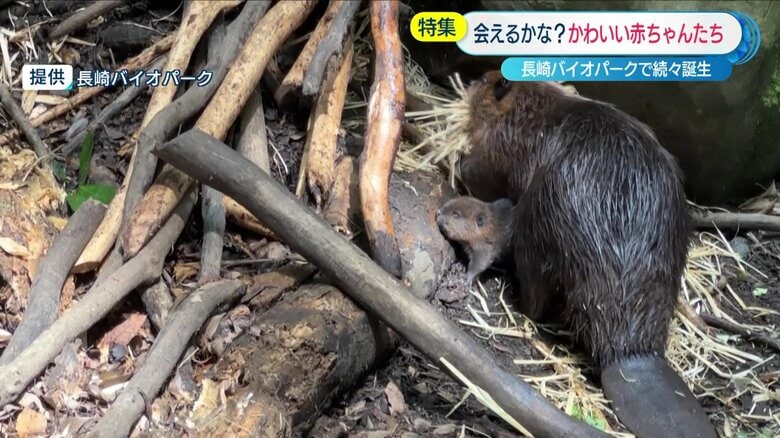 提供：長崎バイオパーク