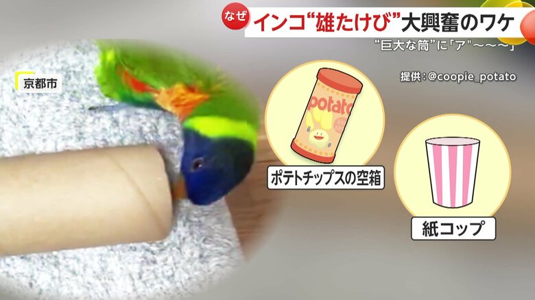 普段からポテトチップスの空箱や、紙コップなどを被って遊んでいるというクーピーくん
