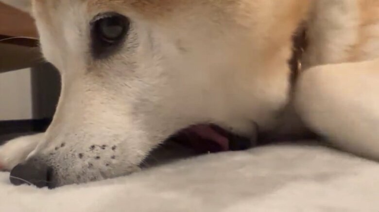 提供：柴犬 sasuke_紗助さん