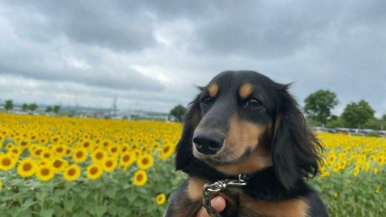 ヒマワリ畑を背景に