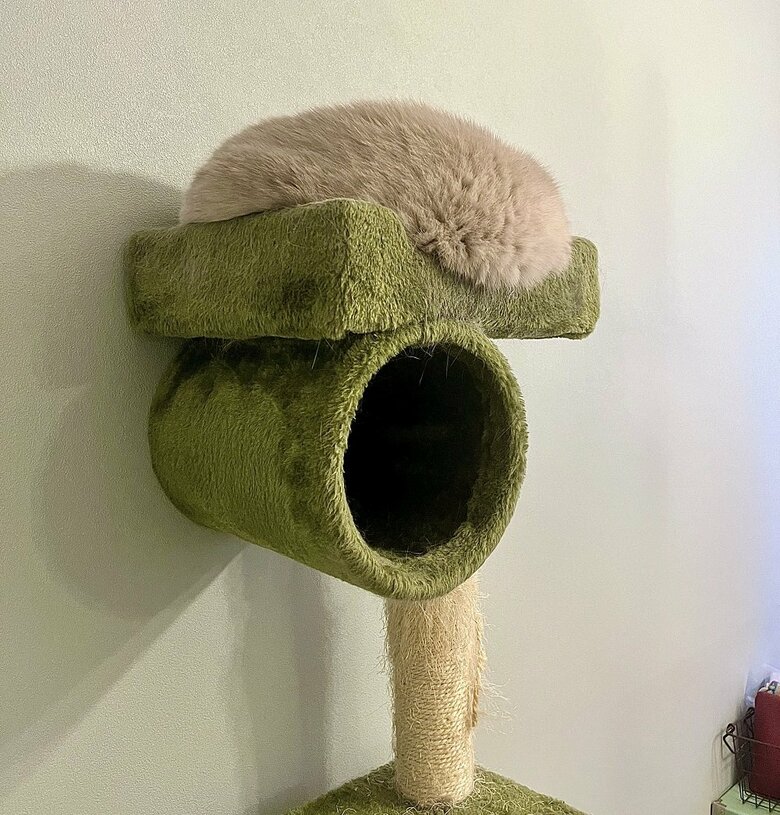 うどんちゃんも、同じような姿を同じ場所で…