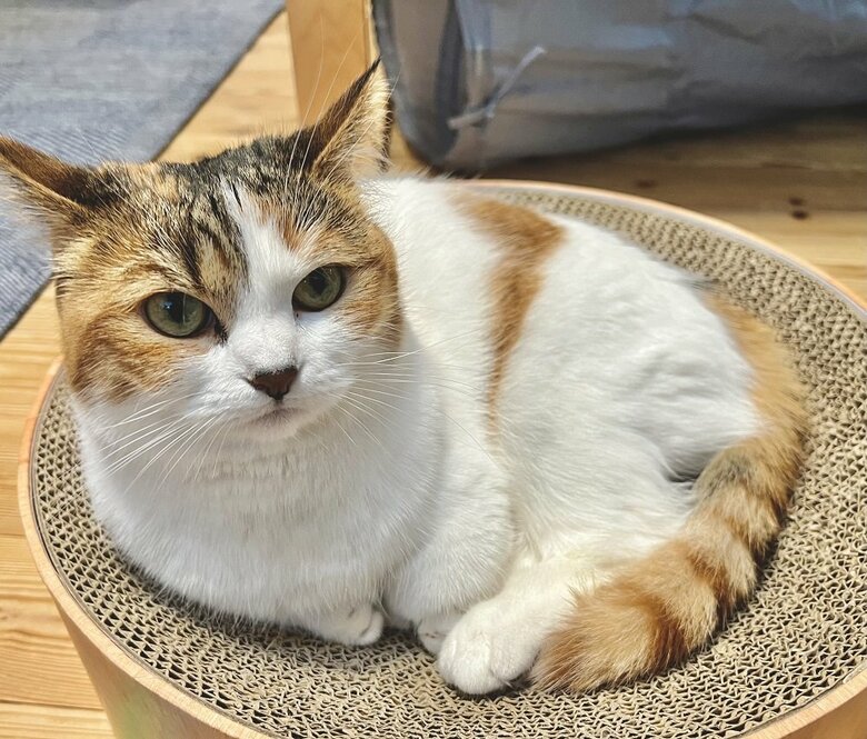 大きめのベッド型爪とぎにすっぽり座るねるちゃん