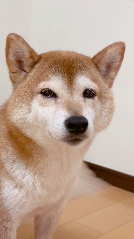 提供：ムックパパさん