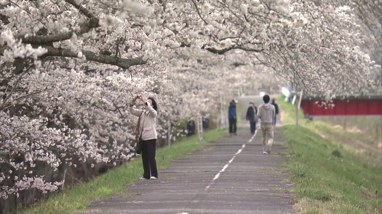 訪れた人を魅了する桜並木
