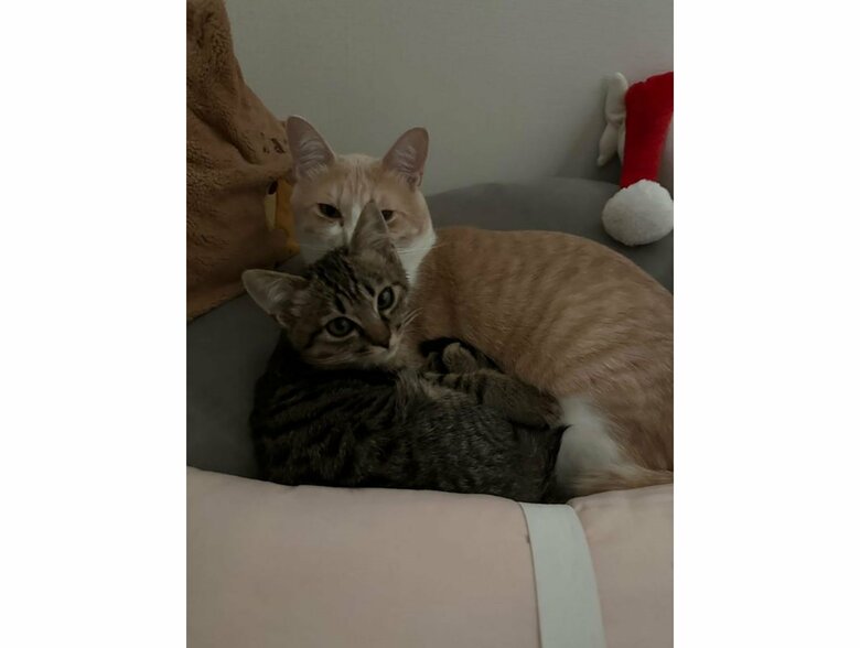 提供：たーにゃ。さん