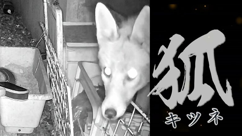 「キツネ」です