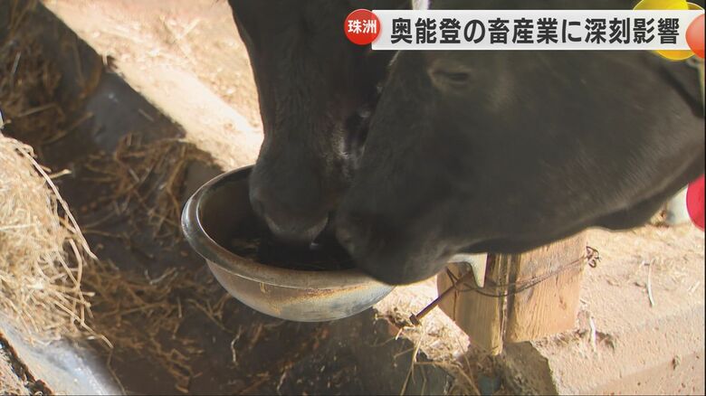 待ちわびた2日ぶりの水を争いながら飲む牛たち