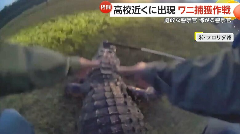 警察官が慣れた様子でワニに馬乗りになり、見事捕獲する一部始終②