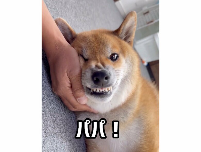 無表情から一変、歯を出して怒っている（提供：柴犬ぽてとさん）