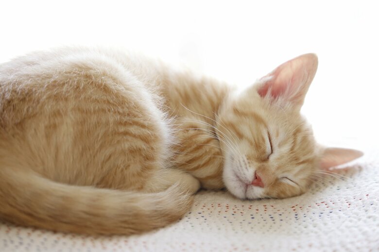 （画像はイメージ）