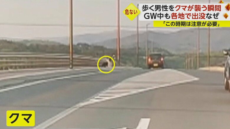 クマが、歩道の男性に近づいているのが分かる。