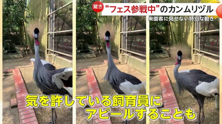 気を許している飼育員にもアピールすることがあるという動き