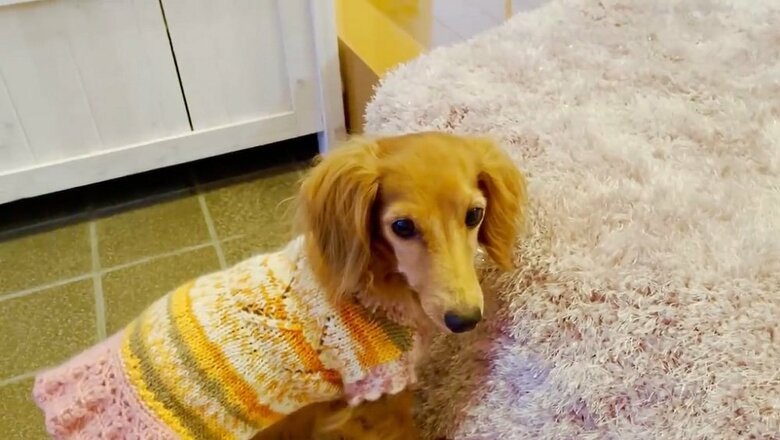 飼い主さんが名前を呼ぶと恐る恐る顔を上げる。その後しっかり注意を受けた